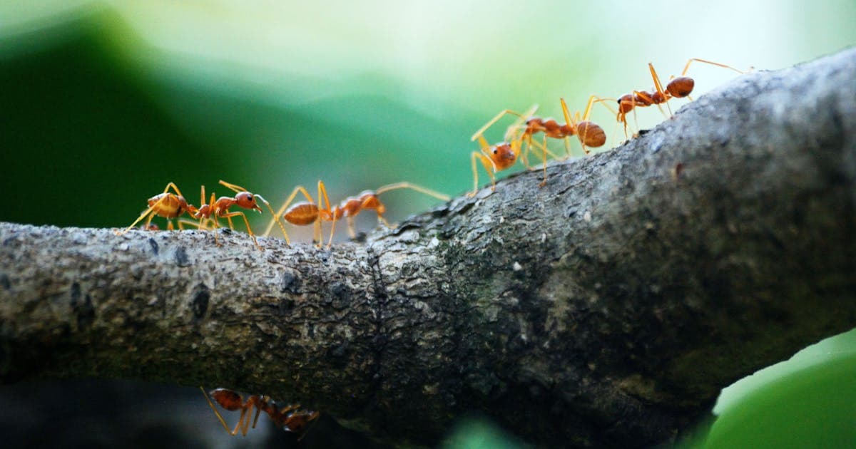 Fourmis charpentières : détecter l'infestation avant les dégâts