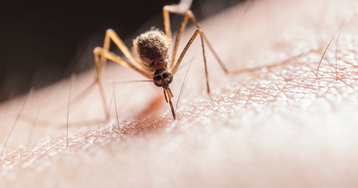 Piqûres d'insectes au printemps 2026 : les reconnaître et agir