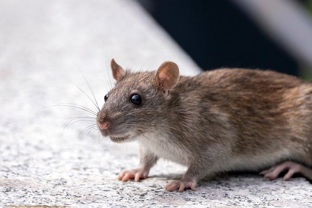 Comment reconnaître la présence de rats chez vous ?