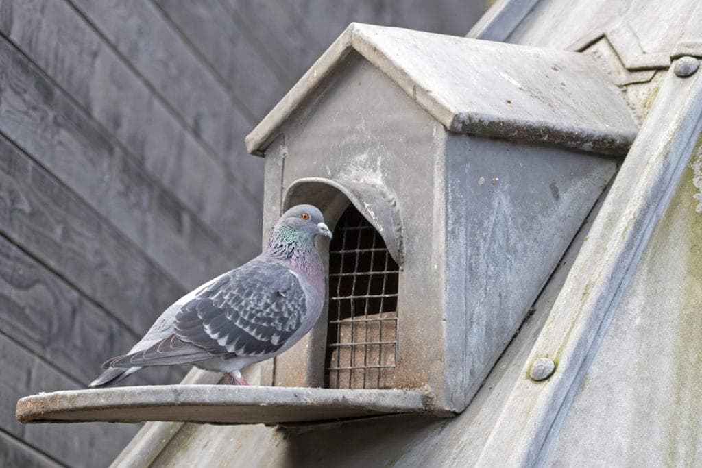 Dépigeonnage