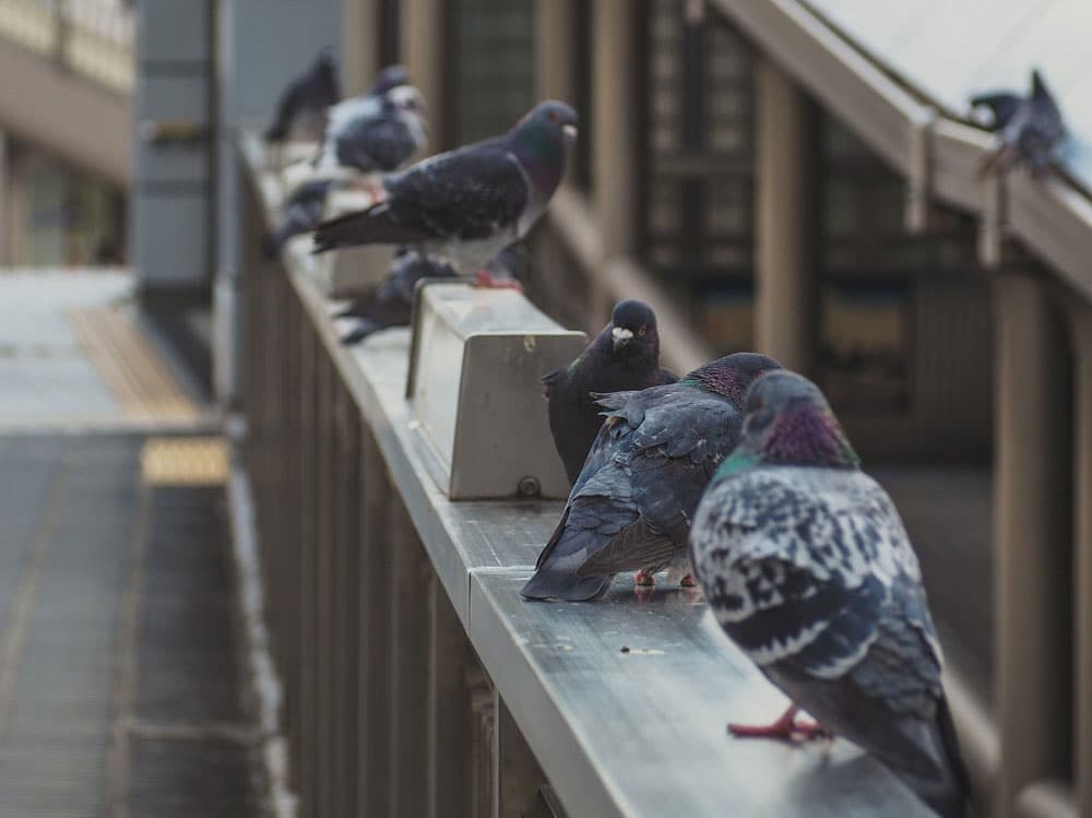 Pigeons en copropriété : obligations du syndic et solutions en 2026