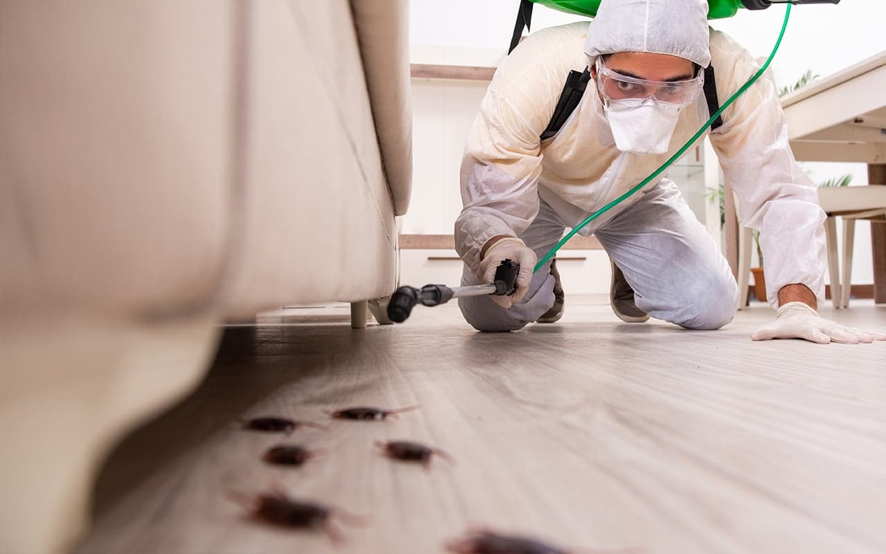 Traitement Puces Paris — Élimination Puces de Chat & Chien