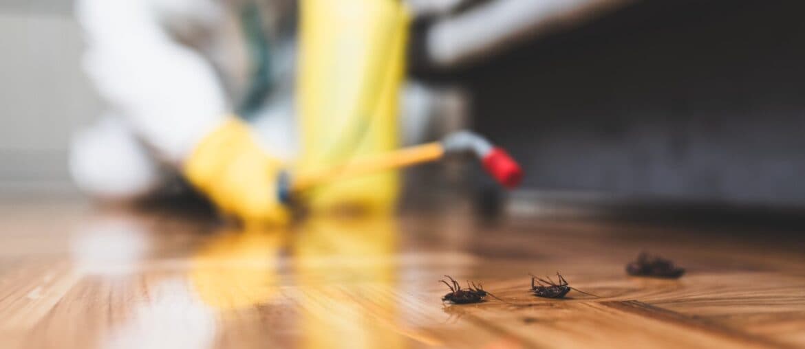 Traitement Mites Paris — Mites Alimentaires & Mites Vestimentaires