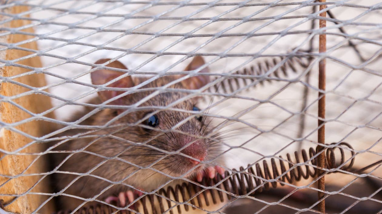 Reconnaître une infestation de souris naissante : les 5 signes précoces